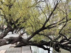 教融合、科教融汇逐步成为常态